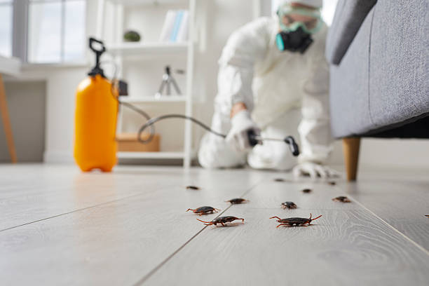 Commercial Kitchen Cockroach Control in South Bradenton
